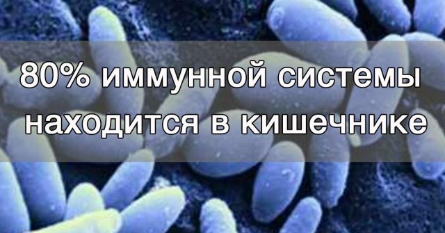 Антибиотик и иммунитет